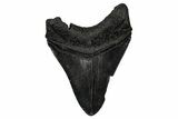Fossil Megalodon Tooth - South Carolina #345802-1